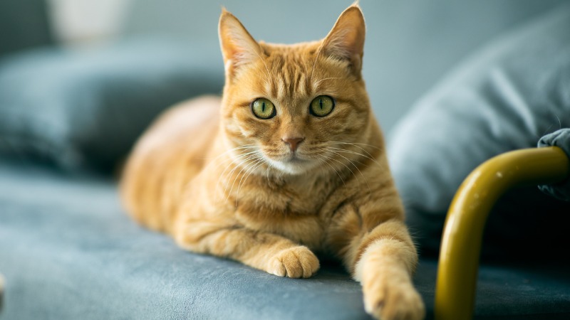 conseils photos animaux de compagnie chat